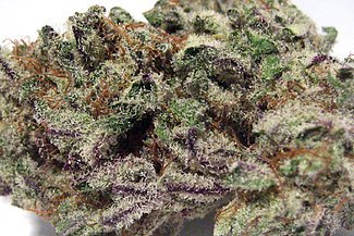 Blackberry Kush strain in Bali