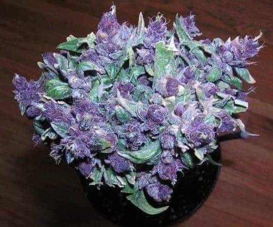 Buy Purple Haze In Bali